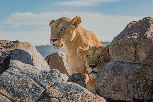 Photo two lionesses lie and sit among rocks