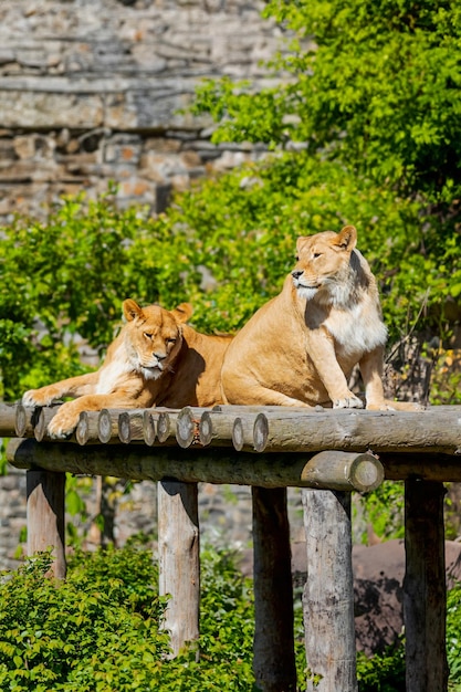 Two Lionesses Lounging Together