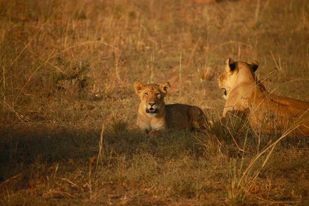 Photo two lions are laying in the grass and one is laying down