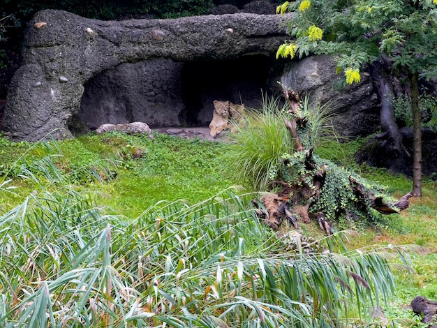 The two lions in the rain