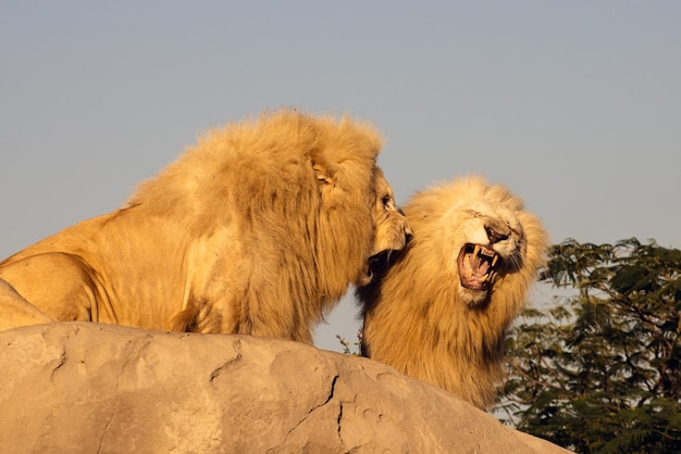 Two lions roaring at each other in the rays of the evening sun