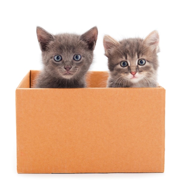 Two little cats in cardboard box