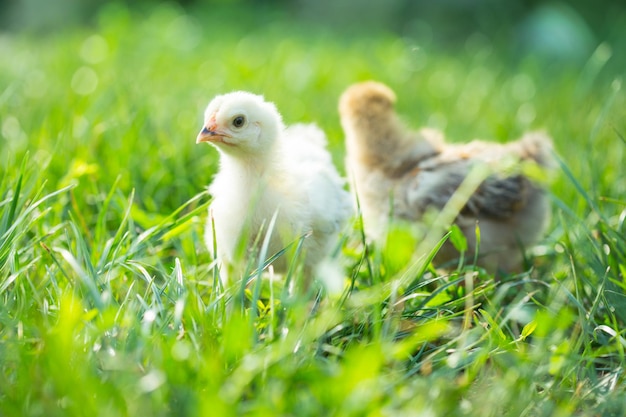 Two little chicken in the grass, brahma breed