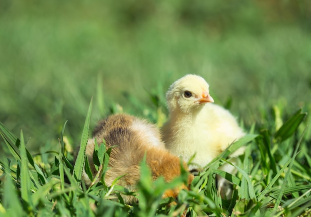 Photo two little chickens in the grass