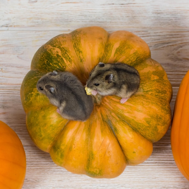 Two little Dzungarian hamsters are sitting on an orange pumpkin View from above