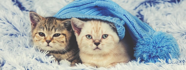 Two little kittens wearing big knitted cap with pompon lying on a fluffy blanket