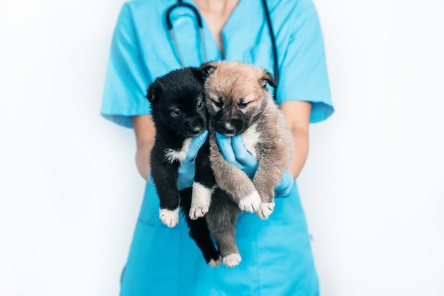 Two little puppies in the arms of the vet doctor in the clinic. examination and vaccination of the pet. mongrel dog