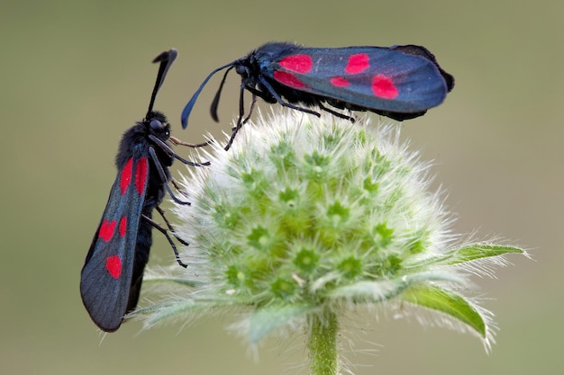 Two litttle and nice spotted zygaenidae butterflies