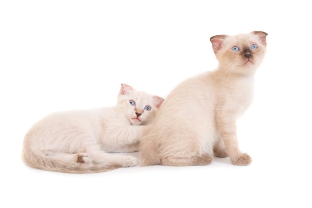 Two lying purebred kittens isolated on white background. Studio shot