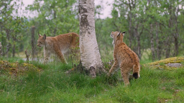 Two lynxs are standing in the grass in front of a tree