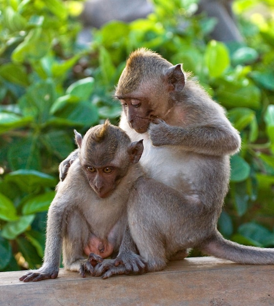 Two macaques playing each other in the temple. Indonesia. The island of Bali.