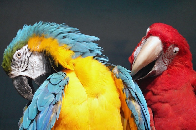 Photo two macaws