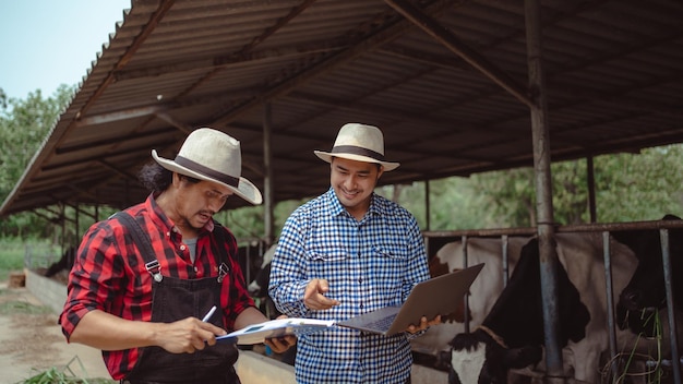 Two male farmer checking on his livestock and quality of milk in the dairy farm Agriculture industry farming and animal husbandry concept Cow on dairy farm eating hayCowshed