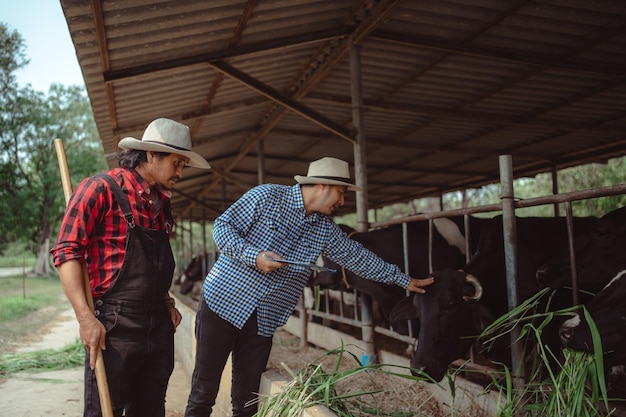 Two male farmer working and checking on his livestock in the dairy farm Agriculture industry farming and animal husbandry concept Cow on dairy farm eating hay Cowshed