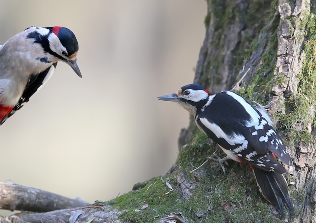 Two male of Great spotted woodpecker sits on the forest feeder