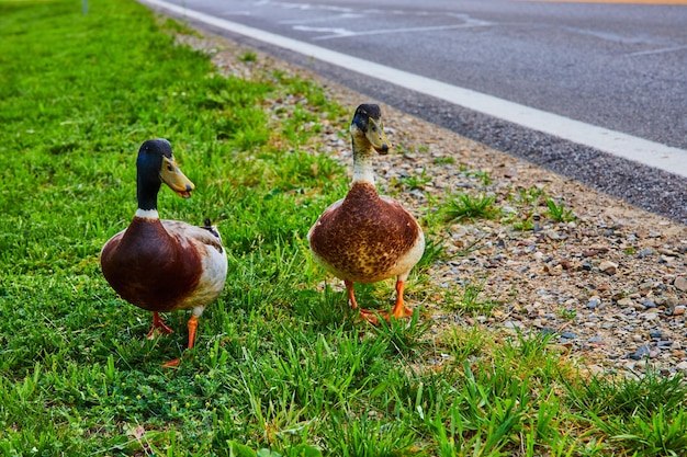 Two male Mallard ducks quacking with beaks open on grass next to asphalt road