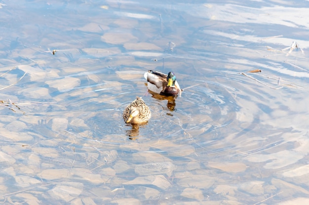 Two mallard duck swim in the river.