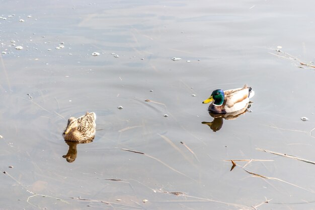 Two mallard duck swim in the river.