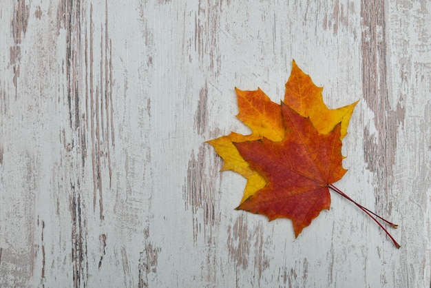 Two maple leaves on a wooden background Autumn concept