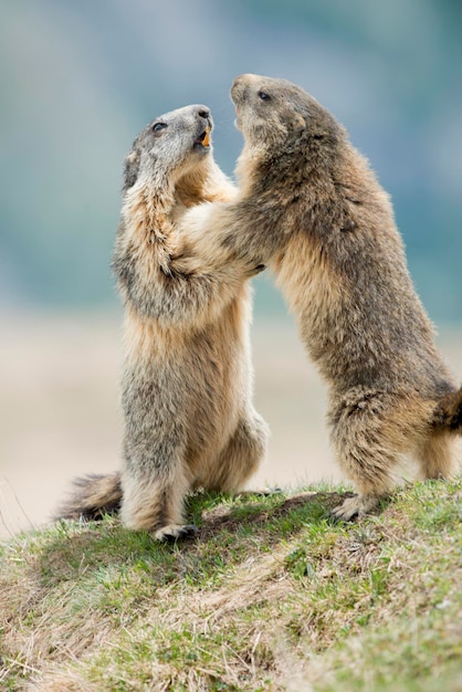 Two Marmot while playing