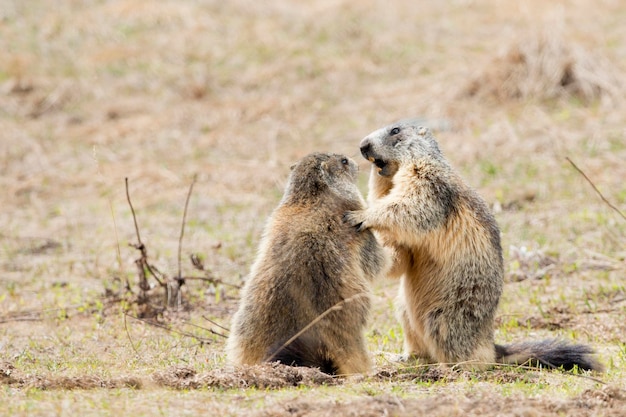 Two Marmot while playing