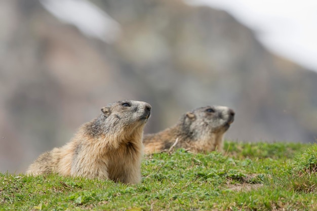 Two Marmots portrait while looking at you