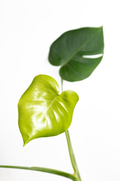 Two monstera deliciosa leaves on a white background closeup