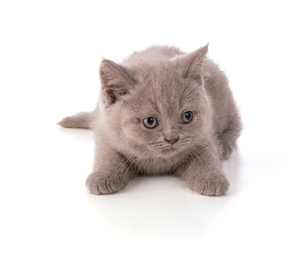 Two months old british kitten on white background