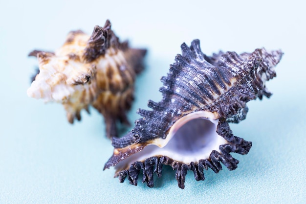 Two Murex cockleshells on the blue background