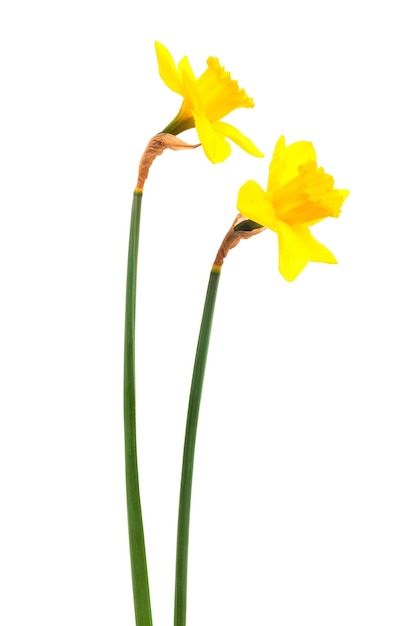 Two narcissus