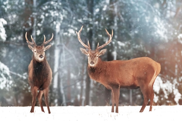 Two noble deer males with females against the background of a beautiful winter snow forest