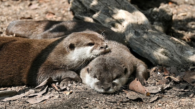 Two otters sleeping on each other