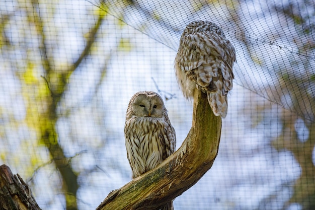 Two Owls sit on a tree branch and look at each other