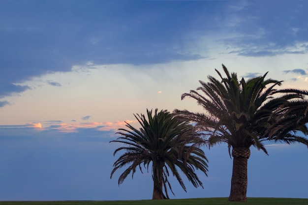 Two palm trees and beautiful sky with dramatic clouds