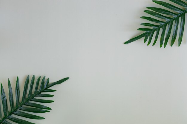 Two palm trees on a light gray background