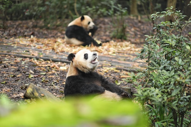 two panda bears are sitting in the woods one of which is a panda