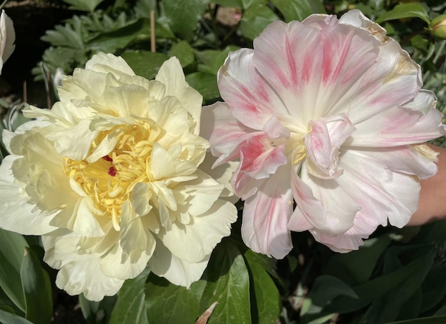 Two peonies in a garden with one of them that is white and pink.