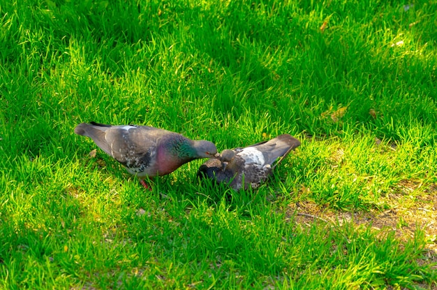 Two pigeons in the green grass on a summer day.