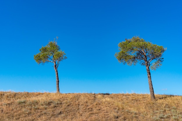 Two pine trees on the mountain against the blue sky Landscape