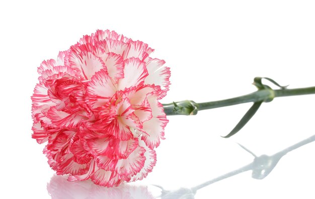 Photo two pink beautiful carnation isolated on white