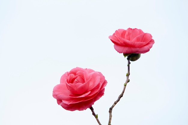 Two pink camellia flowers. Isolated. White background