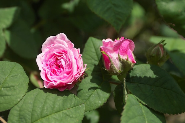 Two pink tea rose buds