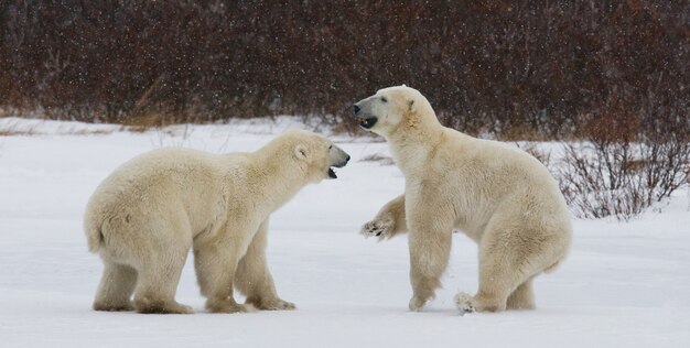 Two polar bears are playing with each other in the tundra. Canada.