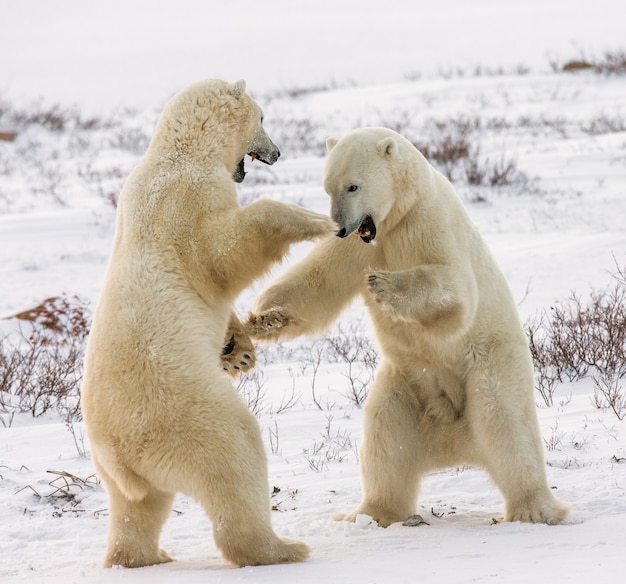 Two polar bears are playing with each other in the tundra. Canada.