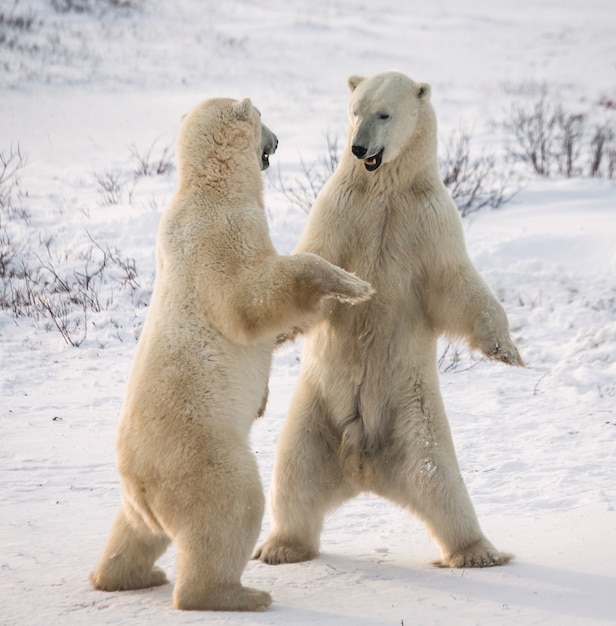 Two polar bears are playing with each other in the tundra. Canada.