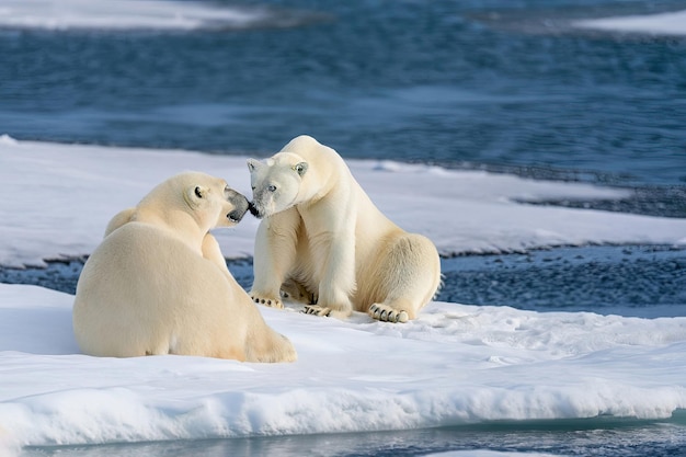 Two polar bears on a ice floe