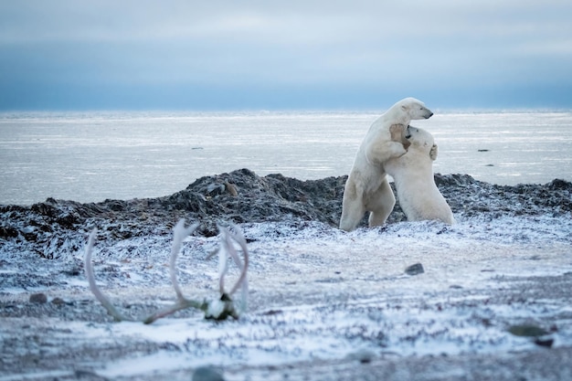 Two polar bears play fighting on shore