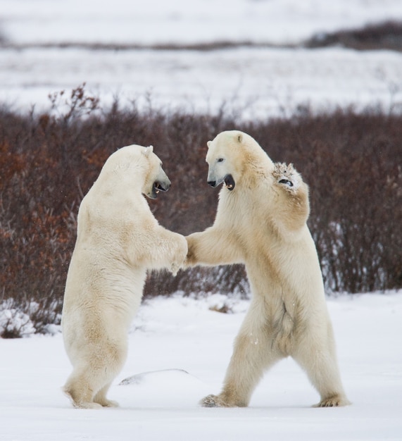 Two polar bears playing with each other in the snow