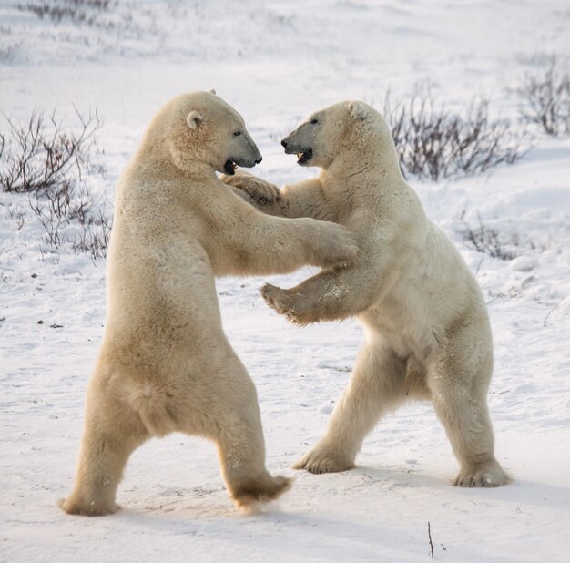 Two polar bears playing with each other in the tundra.