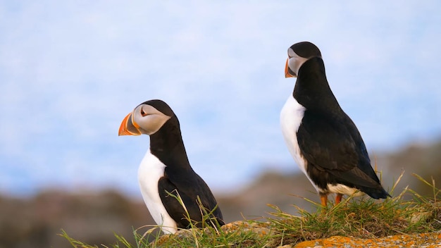 Two puffins on a cliff with the ocean in the background